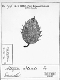 Trochila ilicina image